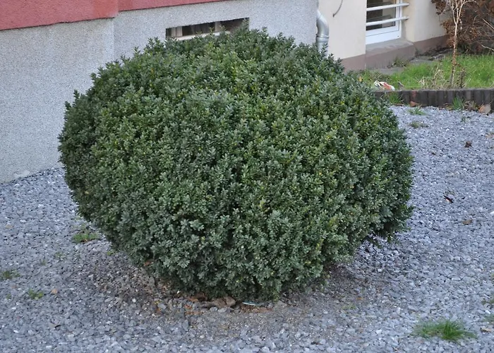 白宫卡斯特罗洛克赛尔公寓 *